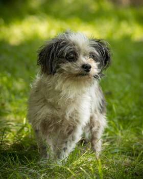 FOGGY (0027) -  Shih Tzu Dog for Adoption in Bridgeport, Connecticut - FOGGY (0027) | PetCurious
