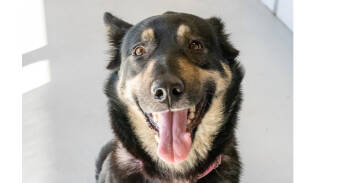 Rescue Shepherd Dogs for Adoption in Los Angeles, California - Pupto | PetCurious