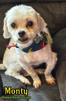 Monty and Beeps -  Shih Tzu Dog for Adoption in Toledo, Ohio - Monty And Beeps | PetCurious