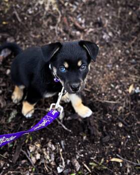 German Shepherd Dog Dogs Available for Adoption - Magnolia  | PetCurious