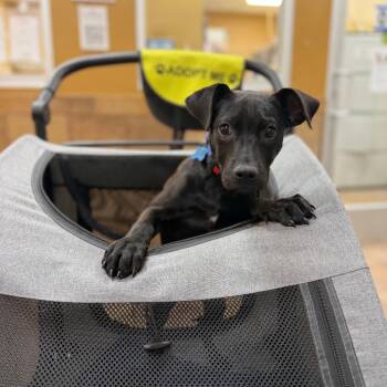 Claira 53974 -  Retriever and Mixed Breed Dog for Adoption in Las Vegas, Nevada - Claira 53974 | PetCurious