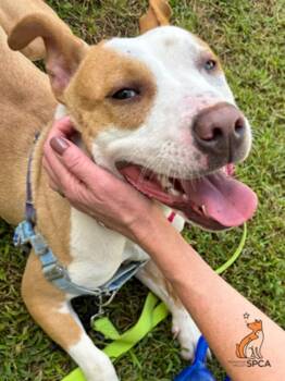 Mavis/remmy -  Pit Bull Terrier Dog for Adoption in Roanoke, Virginia - Mavis/remmy | PetCurious