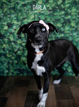Rescue Labrador Retriever Dogs for Adoption in Littleton, Colorado - Darla | PetCurious