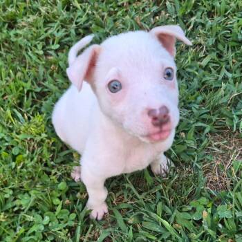 Frank Sinatra -  Husky and Mixed Breed Dog for Adoption in Peculiar, Missouri - Frank Sinatra | PetCurious