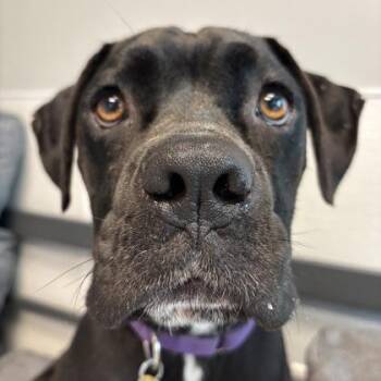 Persephone -  Mixed Breed Dog for Adoption in Lansing, Michigan - Persephone | PetCurious