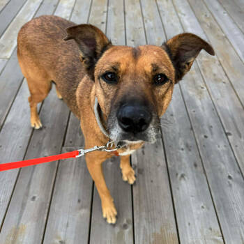 Rescue Mixed Breed Dogs for Adoption in Bend, Oregon - Zahara | PetCurious