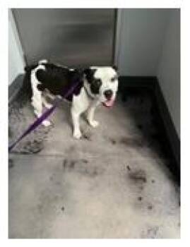 Cowboy -  American Bulldog and Mixed Breed Dog for Adoption in Fort Worth, Texas - Cowboy | PetCurious