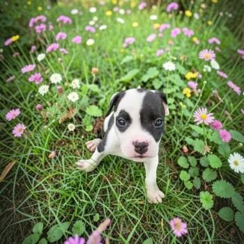 Diana -  Pit Bull Terrier Dog for Adoption in Fort Worth, Texas - Diana | PetCurious