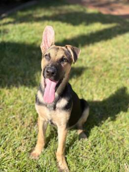 Archie - A Sweet and Handsome Young German Shepherd Mix -  German Shepherd Dog Dog for Adoption in Oriskany, New York - Archie - A Sweet And Handsome Young German Shepherd Mix | PetCurious