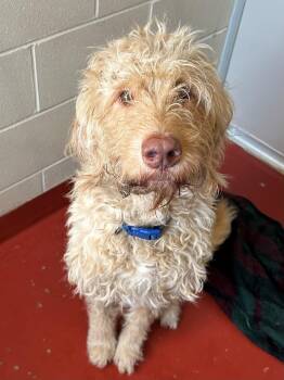 Weston -  Poodle Dog for Adoption in Mason City, Iowa - Weston | PetCurious
