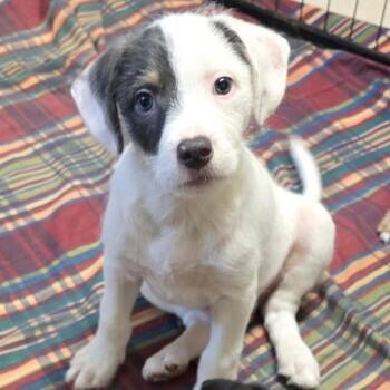 Sailor -  Mixed Breed Dog for Adoption in Wappingers Falls, New York - Sailor | PetCurious
