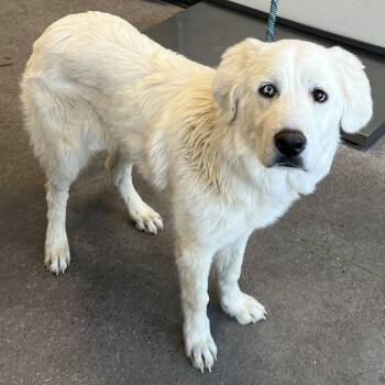 107454 -  Mixed Breed Dog for Adoption in Las Cruces, New Mexico - 107454 | PetCurious