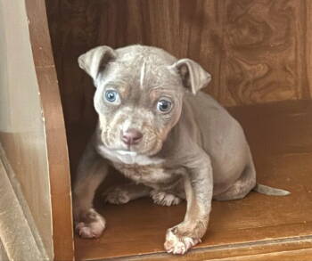 Rescue Pit Bull Terrier Dogs for Adoption in New York, New York - Sweet Pea (AL) | PetCurious