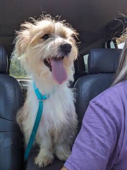 Rescue Terrier Dogs for Adoption in Chattanooga, Tennessee - Dwight(aka Spinner) | PetCurious
