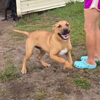 Tarmac -  Black Mouth Cur Dog for Adoption in Hinesville, Georgia - Tarmac | PetCurious