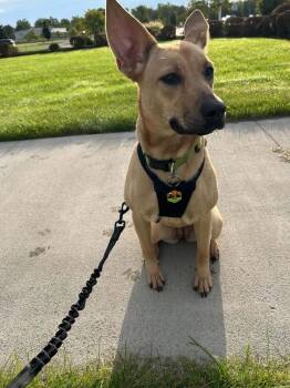 Sandy -  Shepherd Dog for Adoption - Sandy | PetCurious