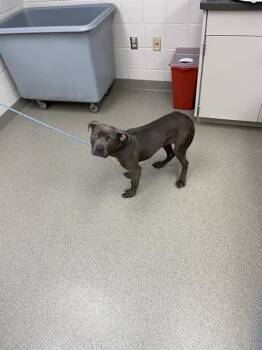 GRACE -  Boxer and Mixed Breed Dog for Adoption in Omaha, Nebraska - GRACE | PetCurious