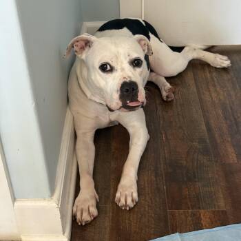 Rescue Staffordshire Bull Terrier and Bulldog Dogs for Adoption in Santa Monica, California - Nancy | PetCurious