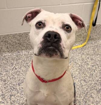 Boxer and Pit Bull Terrier Dogs Available for Adoption - Cypress | PetCurious