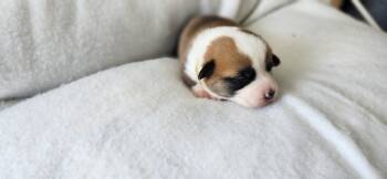 Ms yellow -  Pembroke Welsh Corgi Dog for Sale in Beech Island, South Carolina - Ms Yellow | PetCurious