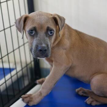 Haven -  Mixed Breed Dog for Adoption in Bradenton, Florida - Haven | PetCurious