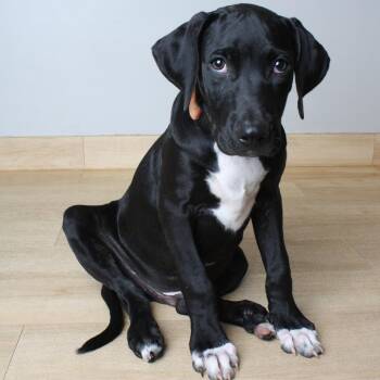 Marco D70642 -  Black Labrador Retriever and Mixed Breed Dog for Adoption in Minnetonka, Minnesota - Marco D70642 | PetCurious