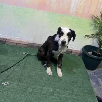 Terrier and Mixed Breed Dogs Available for Adoption in Long Beach, California - Clyde | PetCurious