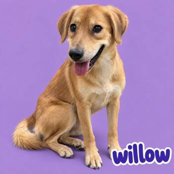 Willow -  Retriever and Mixed Breed Dog for Adoption in Scottsdale, Arizona - Willow | PetCurious