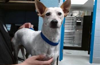 CASPIAN -  Rat Terrier and Australian Cattle Dog Blue Heeler Dog for Adoption in Albuquerque, New Mexico - CASPIAN | PetCurious