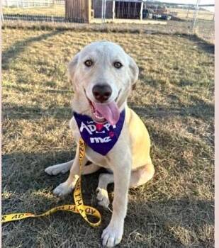Rescue Labrador Retriever Dogs for Adoption in Peace River, Alberta - Sunny | PetCurious