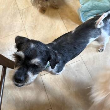 Shih Tzu Dogs Available for Adoption in Tucson, Arizona - Jackpot | PetCurious