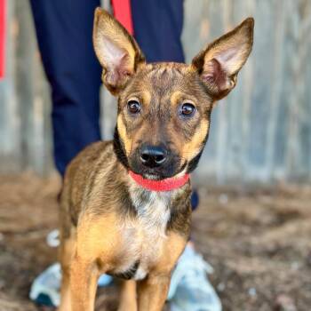 FWT Sunflower -  Shepherd and Mixed Breed Dog for Adoption in Midland, Texas - FWT Sunflower | PetCurious