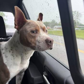 American Staffordshire Terrier Dogs Available for Adoption in Tullahoma, Tennessee - Mr. Bunnykins | PetCurious