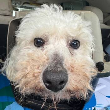 Mixed Breed Dogs Available for Adoption in Winston-salem, North Carolina - Coconut | PetCurious