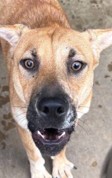 Eclair -  Shar Pei and Husky Dog for Adoption in Elizabethton, Tennessee - Eclair | PetCurious