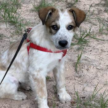 Parson Russell Terrier Dogs Available for Adoption in Sumter, South Carolina - Bindi | PetCurious