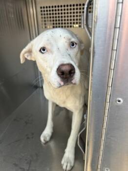 Rescue Labrador Retriever and Mixed Breed Dogs for Adoption in Fort Worth, Texas - 59569920 | PetCurious