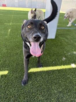 Geta -  Shepherd and Mixed Breed Dog for Adoption in Fresno, California - Geta | PetCurious