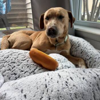 Goldy -  Golden Retriever and Cattle Dog Dog for Adoption in Harrisonburg, Virginia - Goldy | PetCurious
