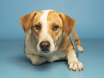 Pit Bull Terrier Dogs Available for Adoption - VALENTINA | PetCurious