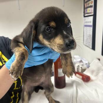 Morgan -  Shepherd Dog for Adoption in Parrish, Alabama - Morgan | PetCurious