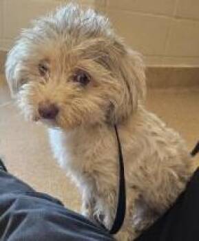 Savannah -  Maltese Dog for Adoption in Dallas, Texas - Savannah | PetCurious