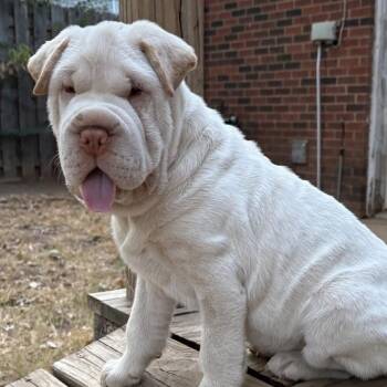 Juliette -  Shar Pei Dog for Adoption in Oklahoma City, Oklahoma - Juliette | PetCurious