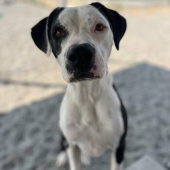 Kakuna -  Mixed Breed Dog for Adoption in Spokane, Washington - Kakuna | PetCurious