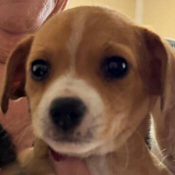 Rat Terrier and Mixed Breed Dogs Available for Adoption - Luna | PetCurious