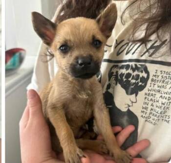 Husky and Chihuahua Dogs Available for Adoption - Wombat *Arriving 2/7* | PetCurious