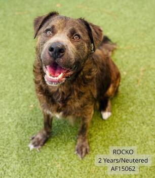Rocko -  Chesapeake Bay Retriever and Pit Bull Terrier Dog for Adoption - Rocko | PetCurious