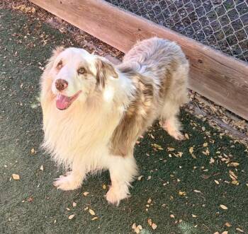 REX -  Australian Shepherd Dog for Adoption in Salinas, California - REX | PetCurious