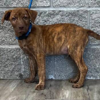 Luka -  Terrier Dog for Adoption in Mount Pleasant, Texas - Luka | PetCurious