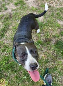 Skylar -  Pit Bull Terrier Dog for Adoption in Houghton Lake, Michigan - Skylar | PetCurious